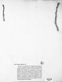 Hypoderma hederae image